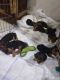 Yorkshire Terrier Puppies for sale in Helotes, TX, USA. price: $2,200