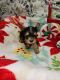 Yorkshire Terrier Puppies for sale in Marietta, OH 45750, USA. price: $100,000