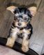Yorkshire Terrier Puppies for sale in Charlotte, NC, USA. price: $1,500