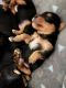 Yorkshire Terrier Puppies for sale in Tampa, FL, USA. price: $1,500