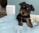 Yorkshire Terrier Puppies for sale in Albuquerque, NM, USA. price: $1,600