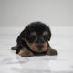 Yorkshire Terrier Puppies for sale in Irvine, California. price: $1,600
