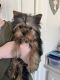 Yorkshire Terrier Puppies for sale in Apple Valley, California. price: $1,500
