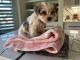 Yorkshire Terrier Puppies for sale in Bentonville, Arkansas. price: $1,500