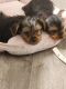 Yorkshire Terrier Puppies for sale in Orlando, Florida. price: $1,200
