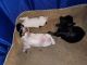 Yorkshire Terrier Puppies for sale in Sandy, Oregon. price: $2,500