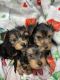 Yorkshire Terrier Puppies for sale in Wadsworth, Ohio. price: $800