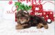 Yorkshire Terrier Puppies for sale in Riverside, CA, USA. price: $2,600