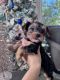 Yorkshire Terrier Puppies for sale in Antioch, CA, USA. price: $900