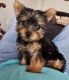 Yorkshire Terrier Puppies for sale in New York, New York. price: $550