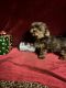 Yorkshire Terrier Puppies for sale in Picayune, MS 39466, USA. price: $1,700