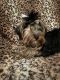Yorkshire Terrier Puppies for sale in Jamestown, New York. price: $900
