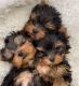 Yorkshire Terrier Chiots