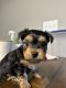 Yorkshire Terrier Puppies for sale in Toney, Alabama. price: $1,500