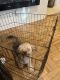 Yorkshire Terrier Puppies for sale in Newton, Massachusetts. price: $2,000