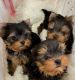 Yorkshire Terrier Puppies for sale in Acworth, Georgia. price: $500