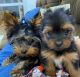 Yorkshire Terrier Puppies for sale in Beaufort, South Carolina. price: $550