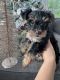 Yorkshire Terrier Puppies for sale in Antioch, CA, USA. price: $900