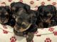 Yorkshire Terrier Puppies for sale in New London, Connecticut. price: $1,500
