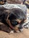 Yorkshire Terrier Puppies for sale in Sutherland, Nebraska. price: $2,000