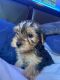 Yorkshire Terrier Puppies for sale in Merced, California. price: $600