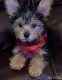 Yorkshire Terrier Puppies for sale in Camden, South Carolina. price: $1,000