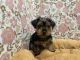 Yorkshire Terrier Puppies for sale in Greensboro, North Carolina. price: $400