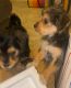 Yorkshire Terrier Puppies for sale in Ontario, California. price: $400