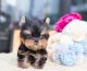 Yorkshire Terrier Puppies for sale in Hilton Head Island, South Carolina. price: $400