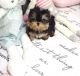 Yorkshire Terrier Puppies for sale in Schnecksville, Pennsylvania. price: $400