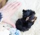 Yorkshire Terrier Puppies for sale in New York, New York. price: $400