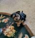 Yorkshire Terrier Puppies for sale in Spokane, WA, USA. price: $1,300