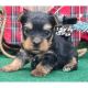 Yorkshire Terrier Puppies for sale in East Los Angeles, California. price: $900