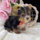 Yorkshire Terrier Puppies for sale in East Los Angeles, California. price: $1,000