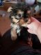 Yorkshire Terrier Puppies for sale in Kansas City, Kansas. price: NA
