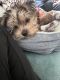 Yorkshire Terrier Puppies for sale in Riverside, California. price: $160,000