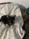 Yorkshire Terrier Puppies for sale in Clear Lake, WI, USA. price: $875