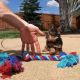 Yorkshire Terrier Puppies for sale in  Delaware, Arkansas. price: $500