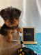Yorkshire Terrier Puppies for sale in Daytona Beach, Florida. price: $500