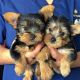 Yorkshire Terrier Puppies for sale in Detroit, Michigan. price: $400