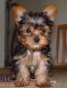 Yorkshire Terrier Puppies for sale in Almaden, California. price: $500