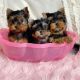 Yorkshire Terrier Puppies for sale in Los Angeles, California. price: $555