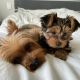 Yorkshire Terrier Puppies for sale in Paterson, New Jersey. price: $500