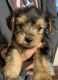 Yorkshire Terrier Puppies for sale in Visalia, California. price: $300