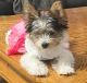 Yorkshire Terrier Puppies for sale in Pocatello, ID, USA. price: $1,800