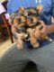 Yorkshire Terrier Puppies for sale in Boynton Beach, Florida. price: $700