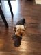 Yorkshire Terrier Puppies for sale in Simpsonville, South Carolina. price: $1,200