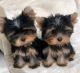 Yorkshire Terrier Puppies for sale in Columbus, Ohio. price: $400