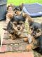 Yorkshire Terrier Puppies for sale in Oxon Hill, Maryland. price: $800