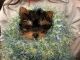 Yorkshire Terrier Puppies for sale in Romoland, CA 92585, USA. price: $1,000